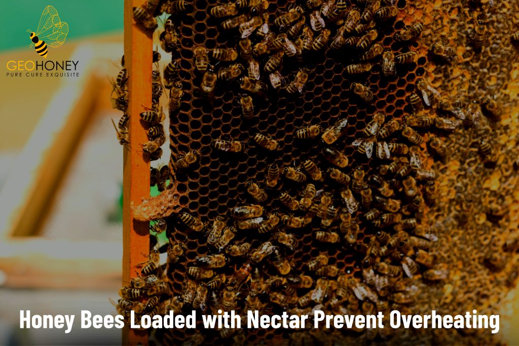 How Honey Bees Loaded with Nectar Prevent Overheating